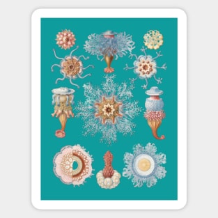 Aquatic Elegance: Coral and Jellyfish Illustrations Sticker